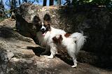 EPAGNEUL PAPILLON 164